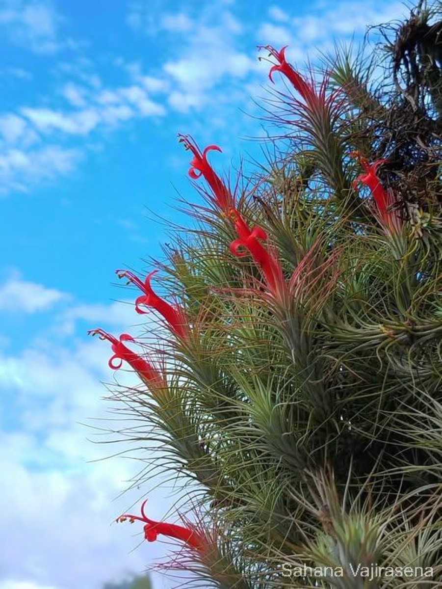 Tillandsia andreana É.Morren ex André